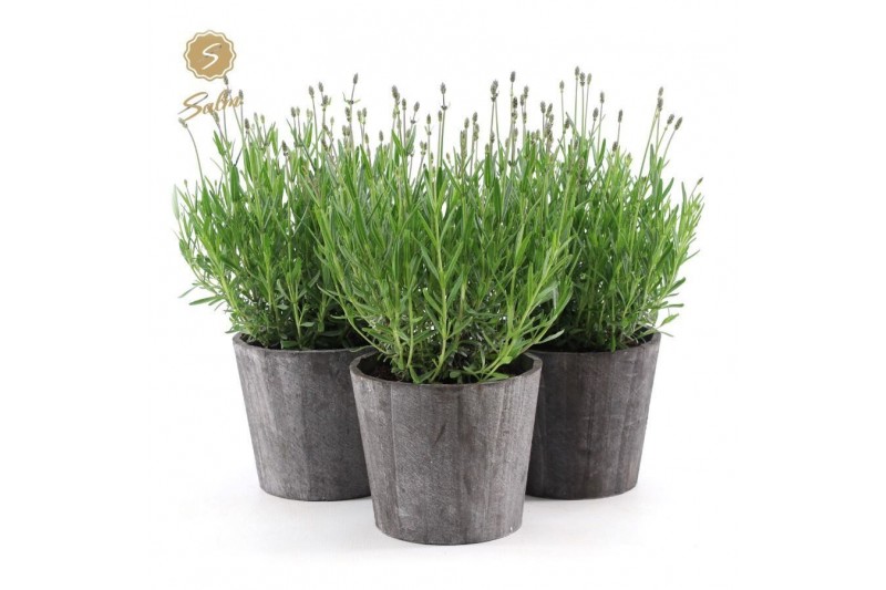 Lavandula angustifolia felice in wood 