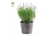 Lavandula angustifolia felice in wood 