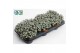 Sedum Sedum purpureum 