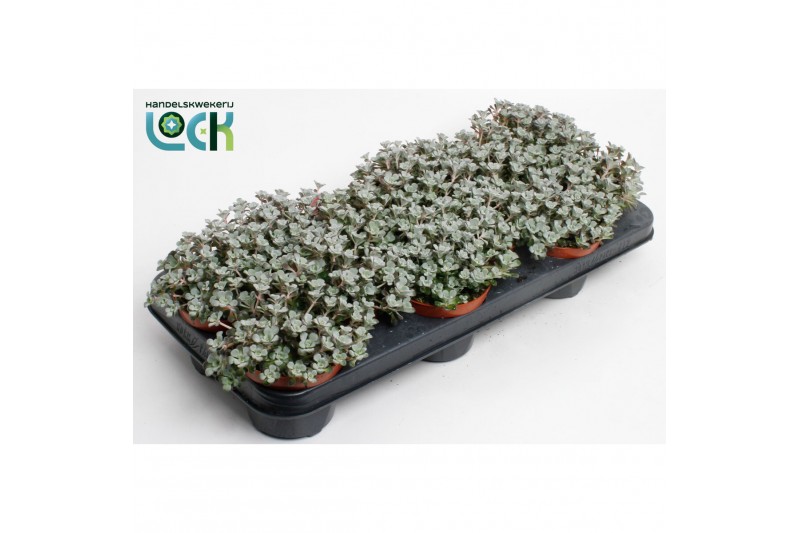 Sedum Sedum purpureum 