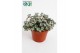Sedum Sedum purpureum 
