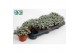 Sedum Sedum purpureum 