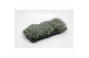 Sedum Sedum purpureum 