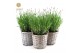 Lavandula angustifolia felice in basket 