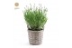 Lavandula angustifolia felice in basket 