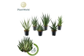 Sansevieria mix tanami