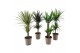 Dracaena mix 30-10 - Dracaena & Yucca mix 
