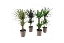 Dracaena mix 30-10 - Dracaena & Yucca mix