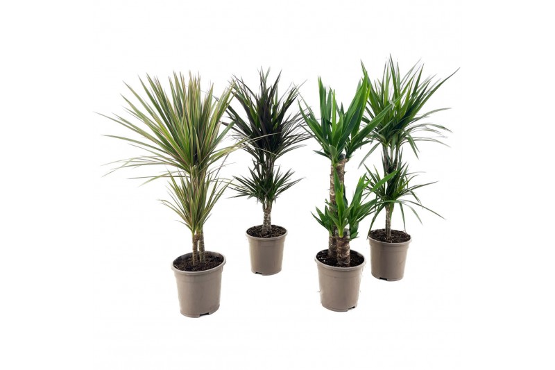 Dracaena mix 30-10 - Dracaena & Yucca mix 