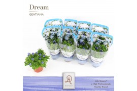 Gentiana scabra luis easy blue DolcAmore® Easy Pack