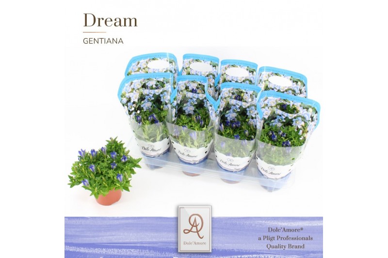 Gentiana scabra luis easy blue DolcAmore® Easy Pack 