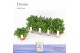 Gentiana scabra luis easy blue DolcAmore® Steeketiket 