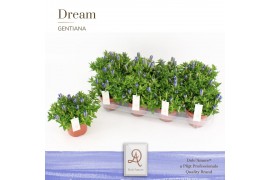 Gentiana scabra luis easy blue DolcAmore® Steeketiket