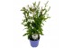 Plumbago auriculata wit op rek 