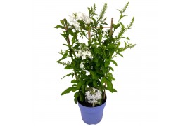 Plumbago auriculata wit op rek
