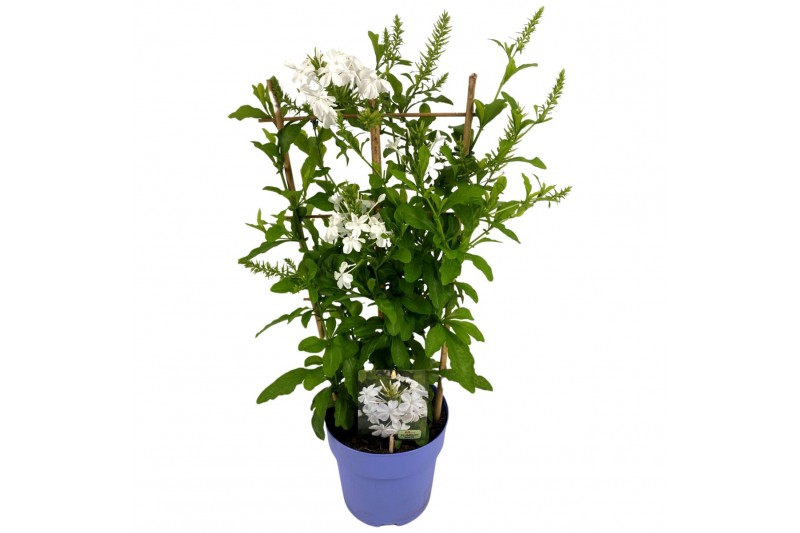 Plumbago auriculata wit op rek 