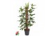 Philodendron pedatum mosstok 