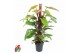 Philodendron painted lady mosstok 