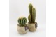 Arrangementen cactus CTCR-2514 Cactus Essentials 1 pp 