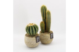Arrangementen cactus CTCR-2514 Cactus Essentials 1 pp