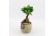 Arrangementen kamerplanten GRCR-2501 Green Essentials 1 pp 