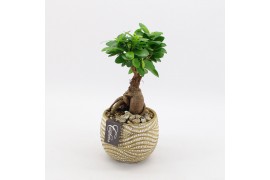 Arrangementen kamerplanten GRCR-2501 Green Essentials 1 pp
