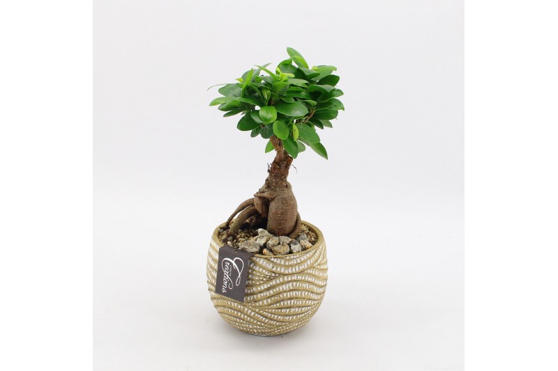 Arrangementen kamerplanten GRCR-2501 Green Essentials 1 pp 