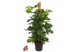 Monstera deliciosa Monstera Deliciosa mosstok P40-180 5 pp