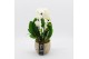 Phalaenopsis PHAL-2501 Phalaenopsis creatie 1 pp 