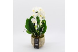 Phalaenopsis PHAL-2501 Phalaenopsis creatie 1 pp