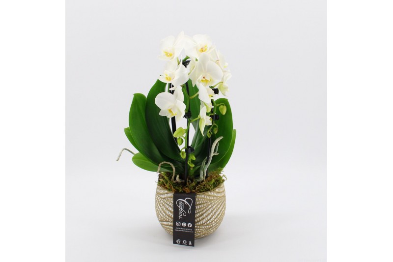 Phalaenopsis PHAL-2501 Phalaenopsis creatie 1 pp Phalaenopsis PHAL-2501 Phalaenopsis creatie 1 pp