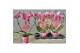 Phalaenopsis Moederdag 9 cm kleine hartjes steker,16 bl.,2 tak/plnt,16 