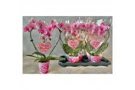 Phalaenopsis Moederdag 9 cm kleine hartjes steker,16 bl.,2 tak/plnt,16