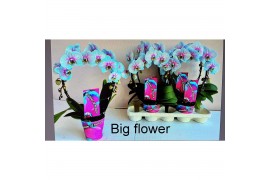 Phalaenopsis 2 tak spiegelboog Magic Wonder of Nature