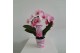 Phalaenopsis wonder roze spiegelboog 2 tak 