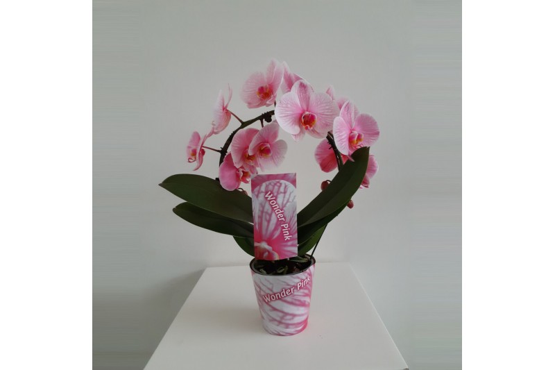 Phalaenopsis wonder roze spiegelboog 2 tak 