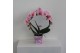 Phalaenopsis wonder roze spiegelboog 2 tak 