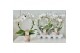 Phalaenopsis 2 tak wit spiegelboog 