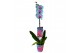 Phalaenopsis wonder of nature 1 tak 