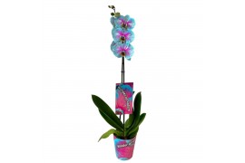 Phalaenopsis wonder of nature 1 tak