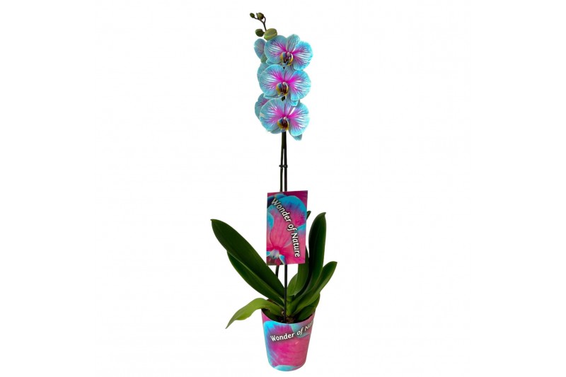 Phalaenopsis wonder of nature 1 tak 