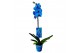 Phalaenopsis magic blue 1 tak 