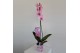Phalaenopsis wonder pink 1 tak 