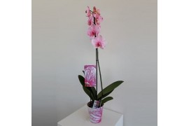 Phalaenopsis wonder pink 1 tak