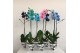 Phalaenopsis wonder mix 1 tak 