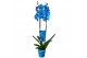 Phalaenopsis magic blue 2 tak 