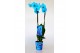 Phalaenopsis wonder light blue 2 tak 
