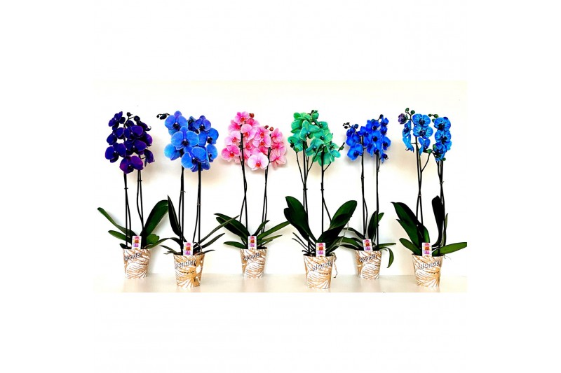 Phalaenopsis wonder mix 2 tak 