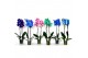 Phalaenopsis wonder mix 2 tak 