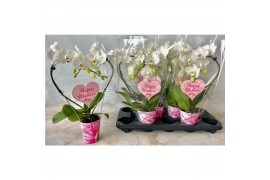 Phalaenopsis Hartvorm - Potcover + Etiket